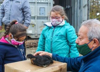 Tolhuin entregó las primeras pollitas BB
