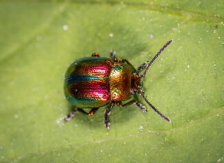 Un viaje en escarabajo
