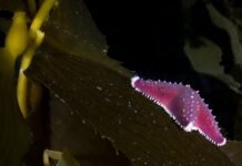 Bosques de algas: alarma mundial y el proyecto para protegerlos en Tierra del Fuego