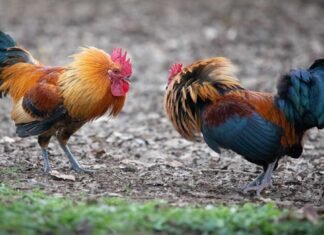 El Caballero Carmelo