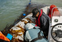 Se realizó la primera cosecha de algas en una granja marina de Santa Cruz