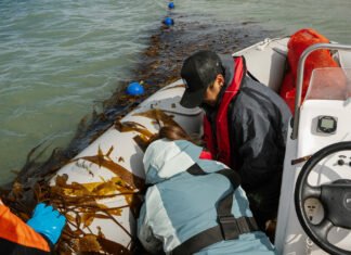 Se realizó la primera cosecha de algas en una granja marina de Santa Cruz