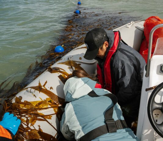 Se realizó la primera cosecha de algas en una granja marina de Santa Cruz